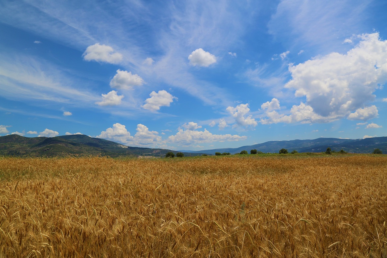 Undeveloped Land